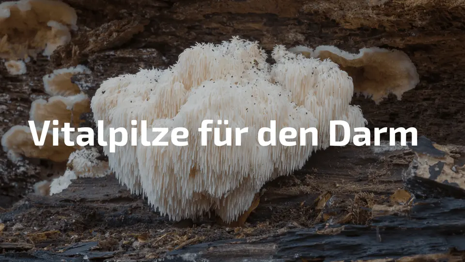 Vitalpilze für den Darm: So wirken sie gegen Verstopfung und Reizdarm