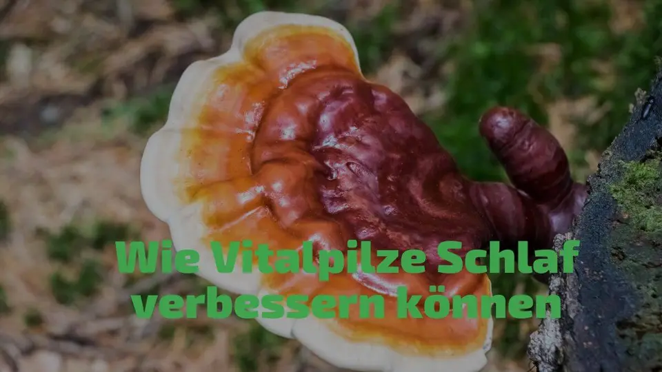 Wie Vitalpilze Schlaf verbessern können