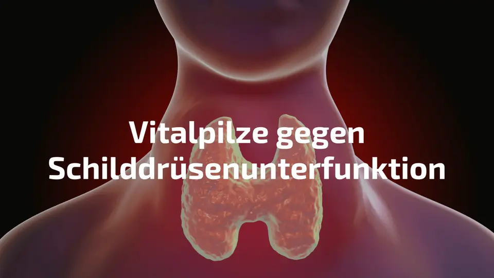Vitalpilze gegen Schilddrüsenunterfunktion