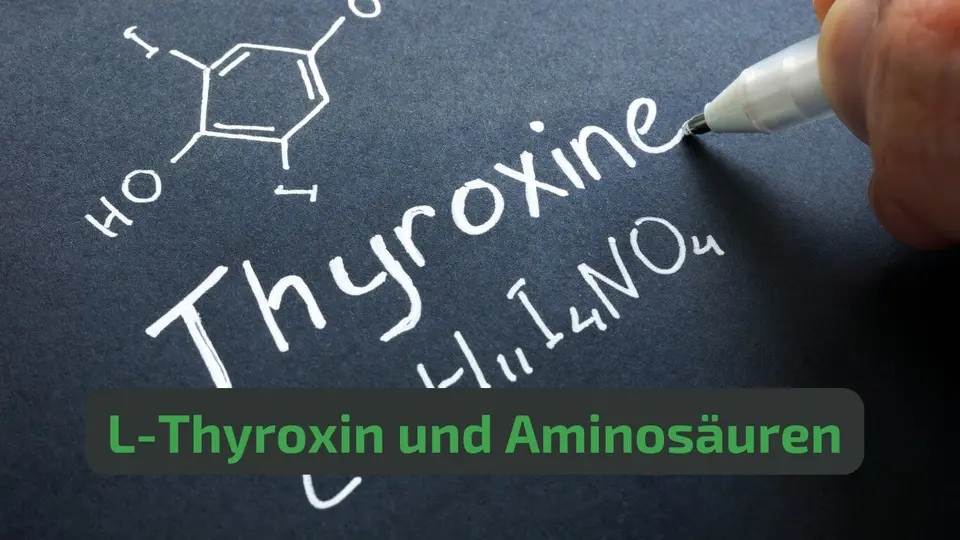Aminosäuren für die Schilddrüse: L-Tyrosin, L-Thyroxin und Aminosäuren