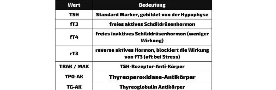 Schilddrüse Laborwerte richtig deuten