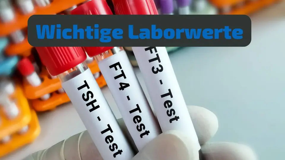Schilddrüse Laborwerte