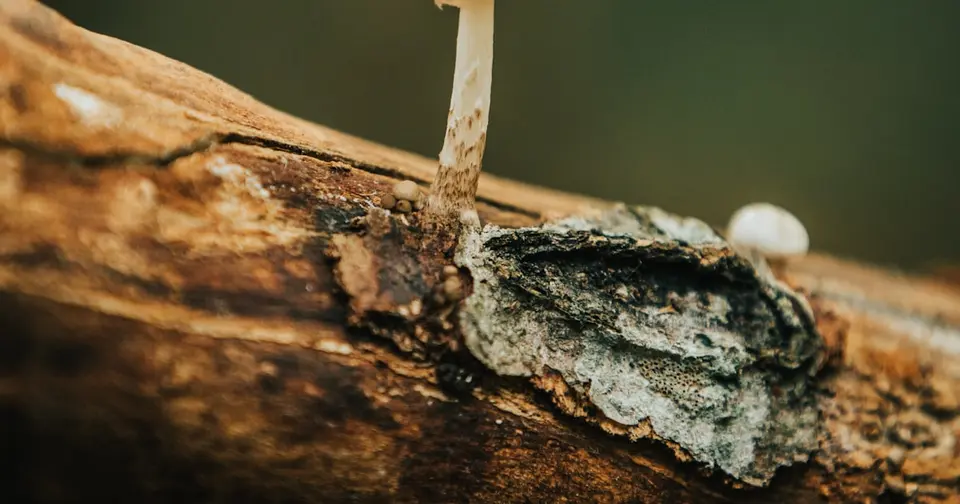 Huaier Mushroom: Effects, Studies and Application – The Complete Guide