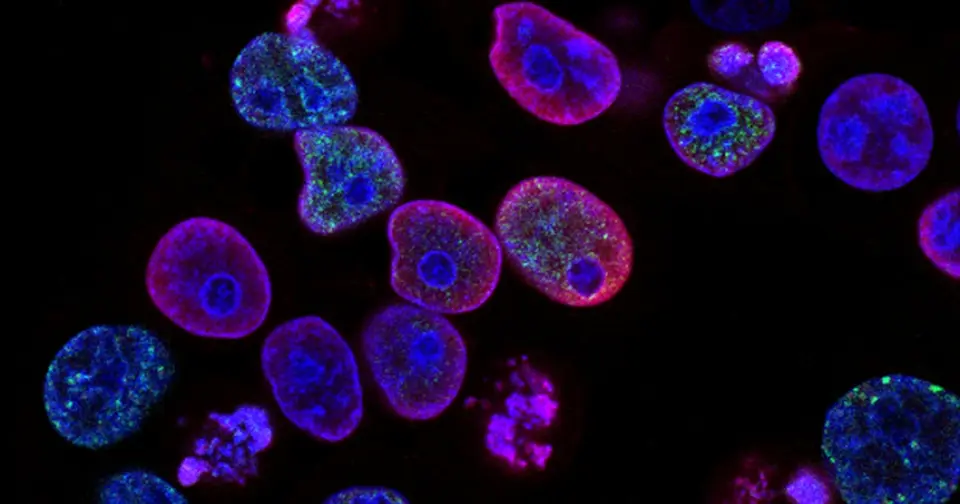 Huaier Mushroom and Spike Proteins: What Prof. Dr. Hockertz Explains – And What You Can Do Now
