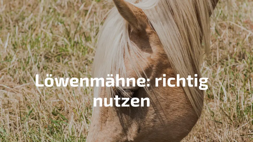 Pferd Maehne Natur – Loewenmaehne Hericium richtig einnehmen optimale Wirkung Gehirn