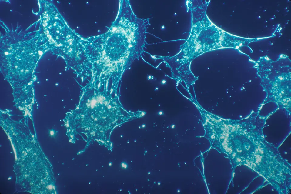 Mitochondrien stärken für mehr Zellenergie