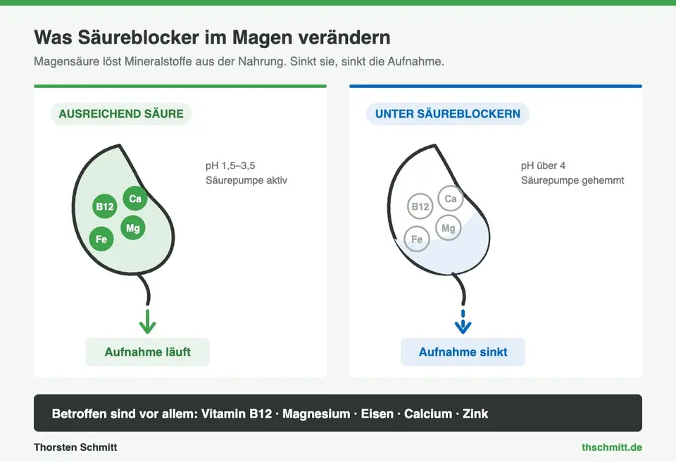 Vergleich der Nährstoffaufnahme im Magen: mit ausreichend Magensäure gegenüber der Situation unter Säureblockern
